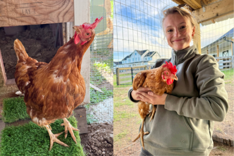 Montgomery County nonprofit ‘rehomes’ retired chickens from egg producers