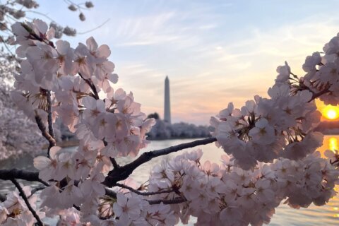 Llegó el día: los cherry blossoms de Washington DC alcanzan la floración máxima