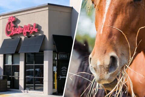 Hombre de Florida va a caballo a autoservicio de Chick-fil-A en un video viral