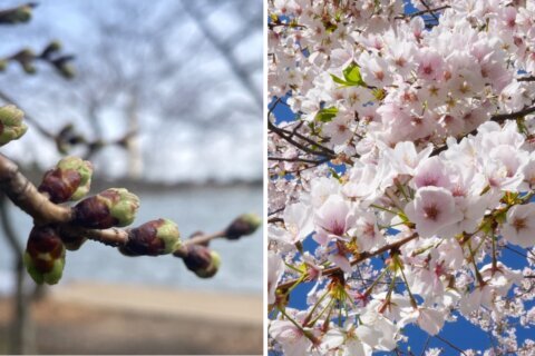 Cada vez más cerca: los cherry blossoms alcanzan su segunda etapa de floración
