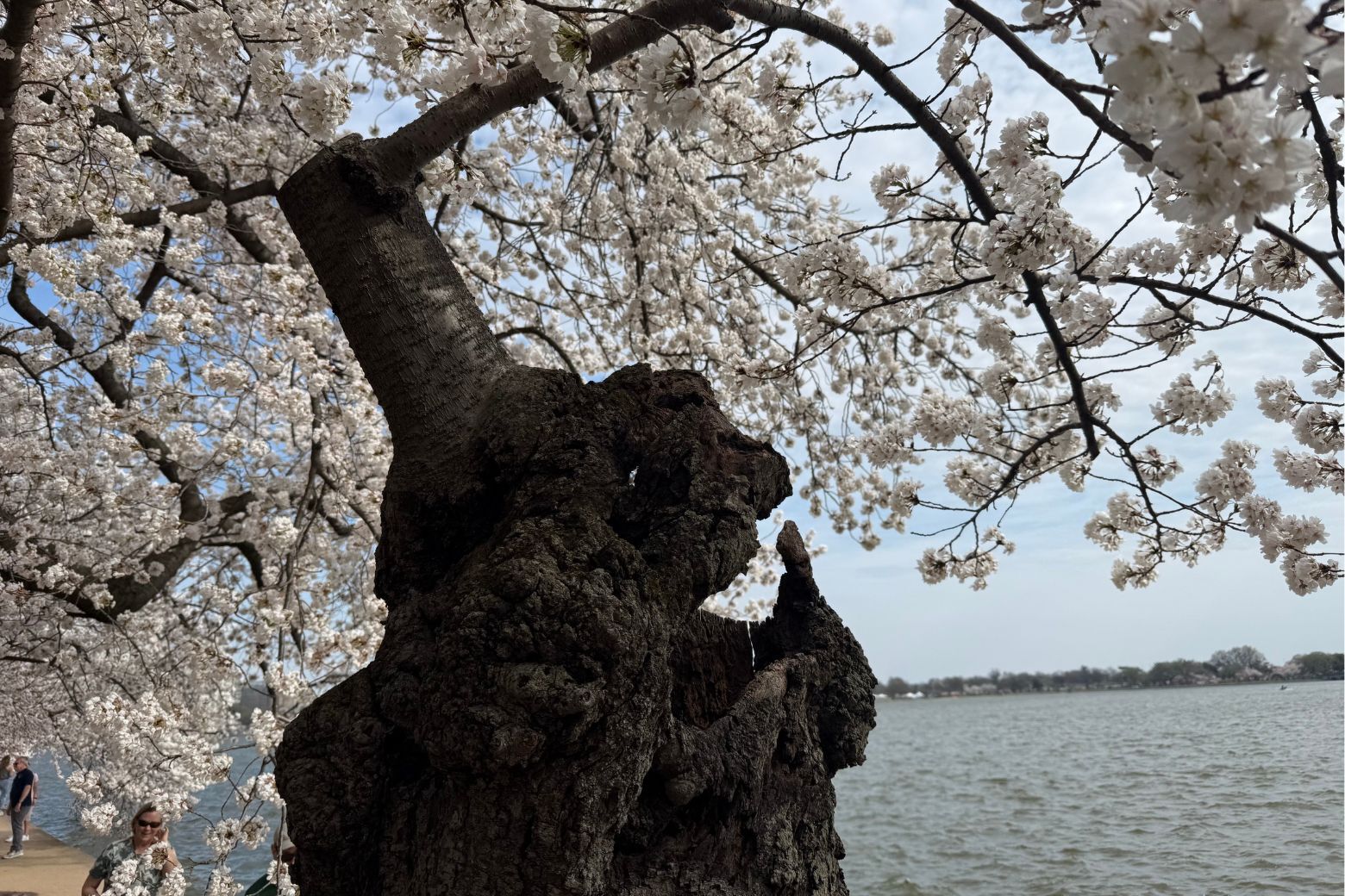 From a certain angle, the hollowed trunk appeared to form a face, prompting some visitors to say it looked like the tree was laughing.