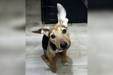 Meet Ricky, a 4-month-old puppy looking for a second chance — and cuddles