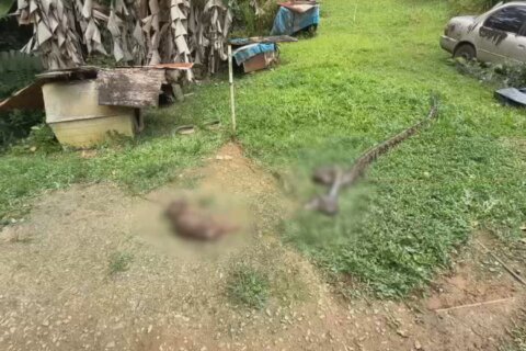 Increíble: enorme pitón se traga un perro con la cadena