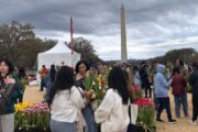 A whopping 15,0000 tulips, bulbs and all, were displayed on the National Mall on March 15, 2026.
