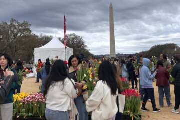 A whopping 15,0000 tulips, bulbs and all, were displayed on the National Mall on March 15, 2026.