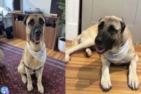 Meet Zelle, an 120-pound Anatolian Shepherd who cuddles like a lap dog