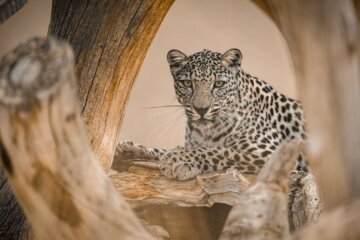 arabian leopard in a tree