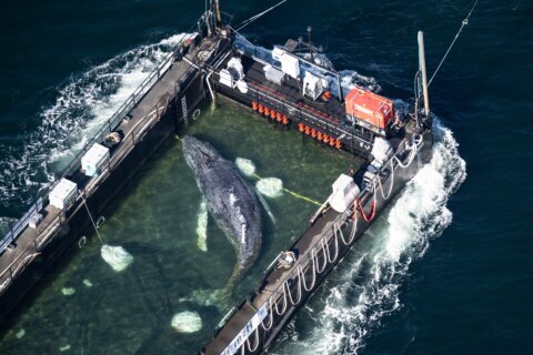 A barge carrying Timmy the humpback whale journeys to the North Sea