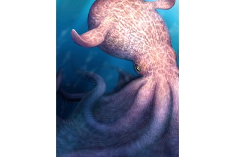 A massive kraken-like octopus may have prowled the seas during the age of dinosaurs