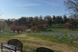 Arlington National Cemetery trees and grave markers