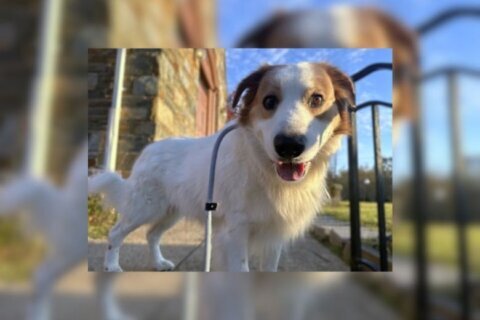 Meet Boomer, a sheepdog mix ready to enjoy the good life