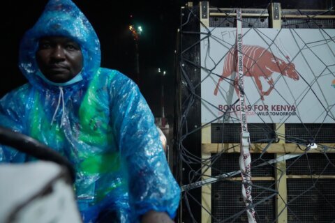 Critically endangered antelopes return to Kenya from Czech zoo