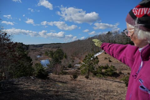 How a retired cranberry bog helped change the game for wetland restoration