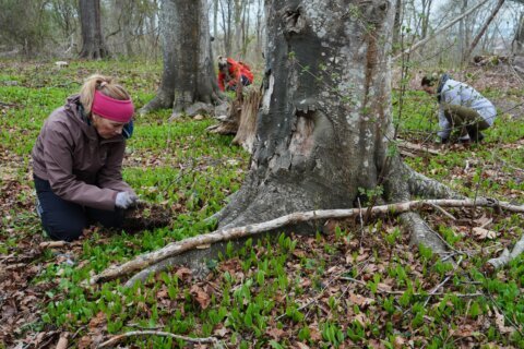 Trees are magic. In Newport, volunteers are working to expand their healthy reach