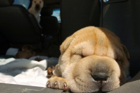 Montgomery Co. hosts summer food pantries for pets