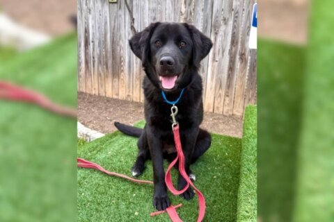 Meet Doodle Bug, a gentle pup who’s ready to meet you