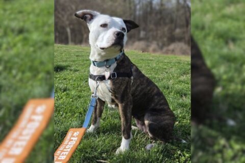From shelter to foster star, Dutchess is ready for her forever home