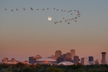 Festival Threat-New Orleans