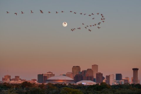 Authorities say they arrested a man planning a mass shooting at a large New Orleans festival