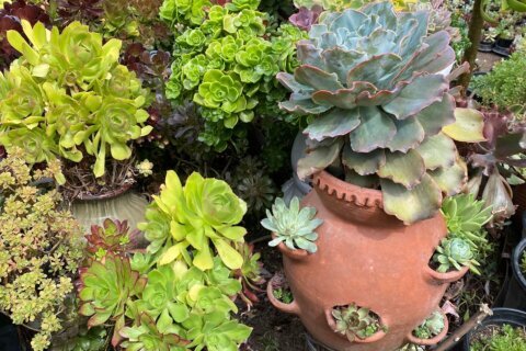 Strawberry pots aren’t just for the fruit. Its ‘windows’ make for striking, efficient displays