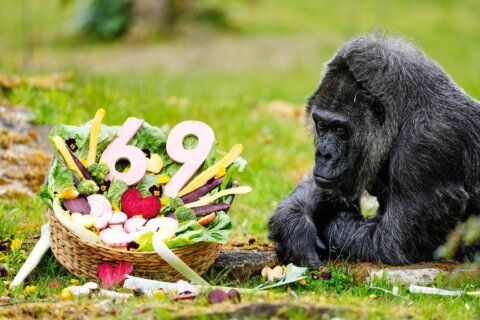 Fatou, the world’s oldest gorilla living in captivity, celebrates her 69th birthday at Berlin Zoo