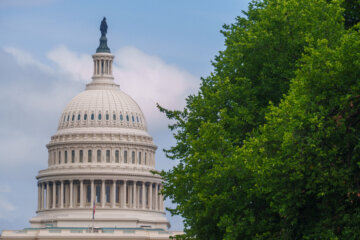 A large tree with the Capitol in the background.