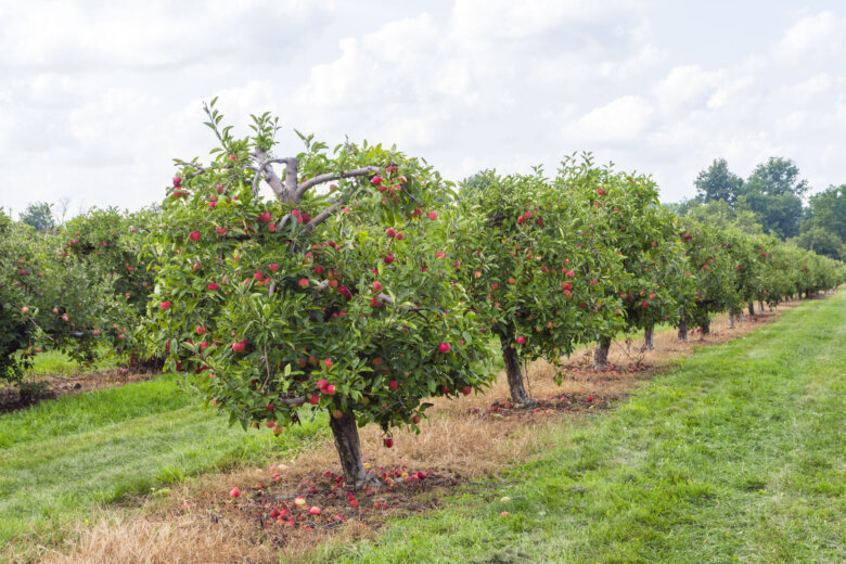 Frost puts a chill on the spring and summer selling season for farmers in Maryland
