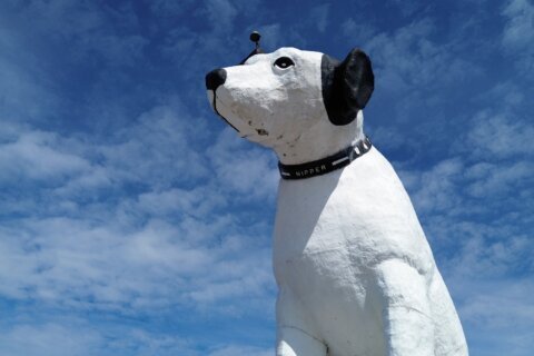 Nipper, stay! The future of a beloved dog statue on a New York warehouse is up in the air
