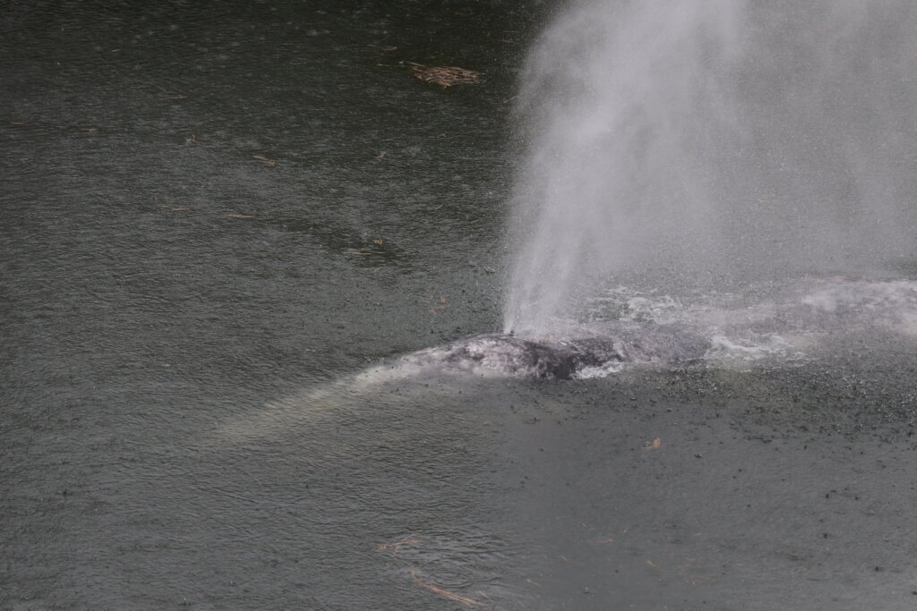A gray whale that swam 20 miles up a Washington state river is found dead