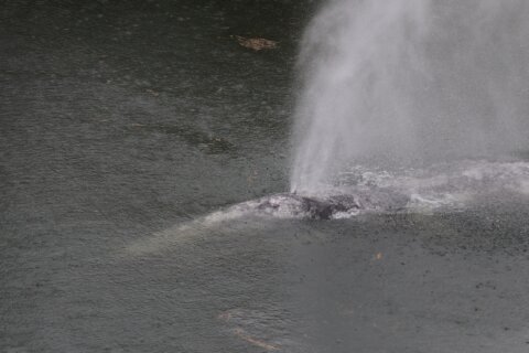 A gray whale that swam 20 miles up a Washington state river is found dead