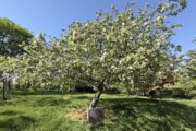 Apple tree in a park