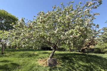 Apple tree in a park