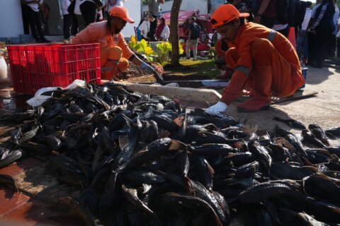 Explosion of invasive ‘janitor fish’ sparks mass removal operation in Indonesia’s capital