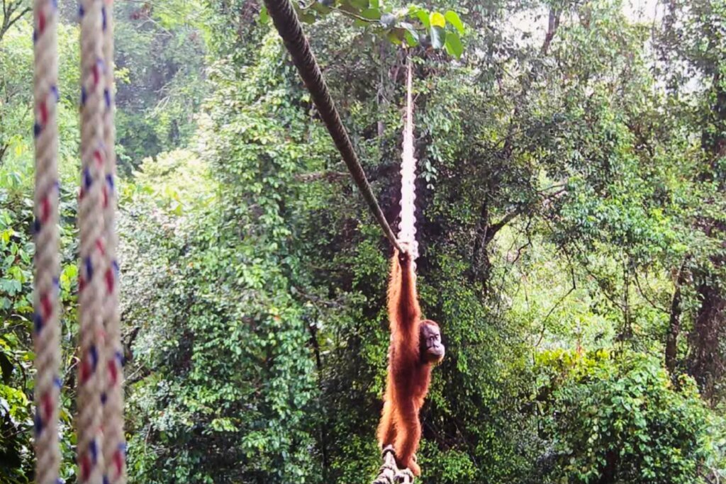 Camera shows Sumatra orangutan using a canopy bridge to cross a road in Indonesia