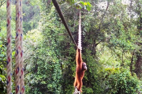 Camera trap shows Sumatra orangutan using a canopy bridge to cross a public road in Indonesia