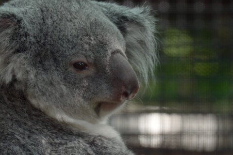 Meet the baby koala hiding in its mom’s pouch at a Florida zoo’s new Outback habitat