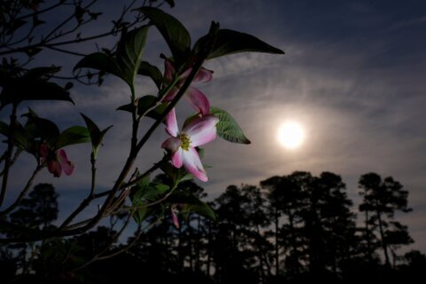 Masters in bloom: More than azaleas and dogwood make up golf’s most beautiful garden