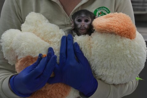 Meet Yuji, the Mexican baby monkey finding comfort in a plush companion
