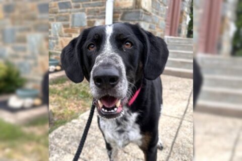 Meet Nesta, an easygoing pointer mix with lovely leash manners