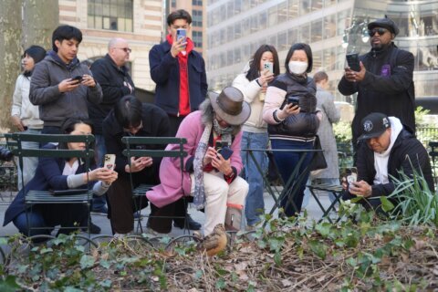 New Yorkers flock to Manhattan park for lovable woodcocks’ bobbing strut