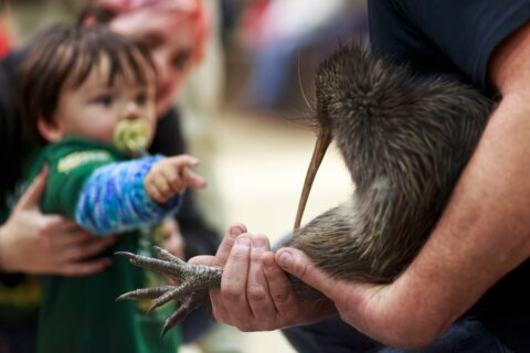 A citizen campaign returns iconic kiwi birds to New Zealand’s capital after a century-long absence