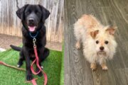 ADOPT ME: Doodle Bug and Patty are ready to become part of your family! 