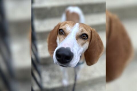 Meet Betty, a composed yet friendly companion ready for a loving home