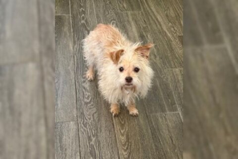 Meet Patty, a tiny terrier mix with a big personality