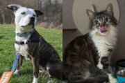 ADOPT ME: 2 amazing pets are looking for their forever homes!
