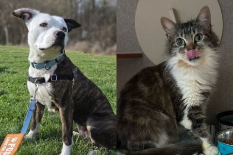 Meet Dutchess and Coco Cabana, WTOP's Pets of the Week! 