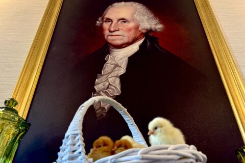 From farm to four star: Willard Hotel hosts baby chicks for White House Easter Egg Roll 