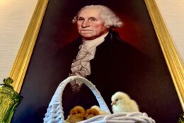 Chicks in front of George Washington portrait