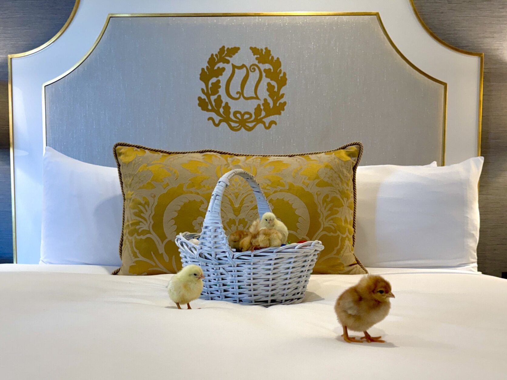 Chicks on king-size bed at Willard Hotel