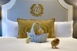 Chicks on king-size bed at Willard Hotel